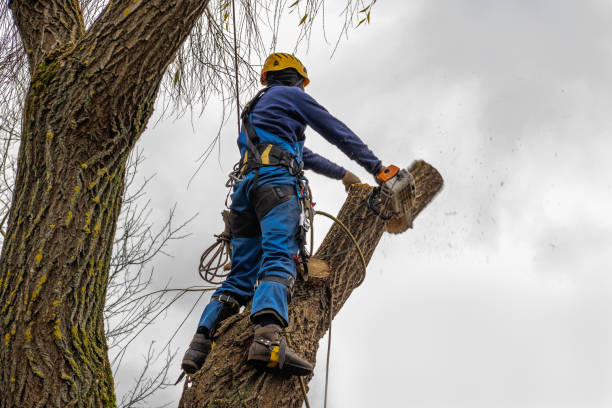 How Our Tree Care Process Works  in  Baker, LA